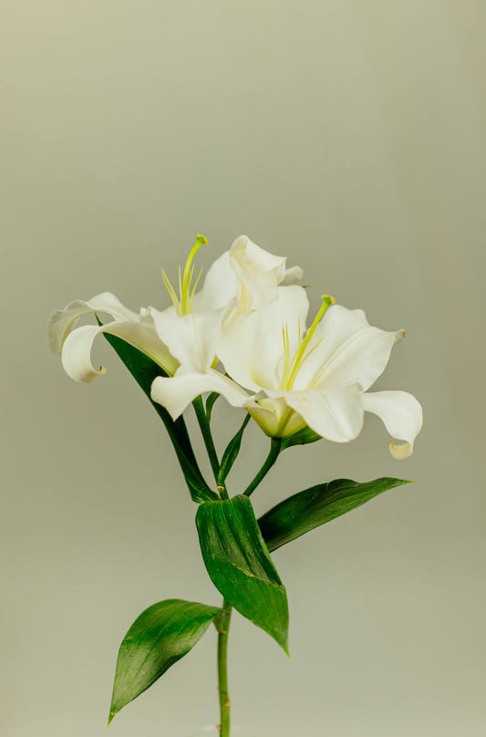 Gardenia 12 oz scented candle