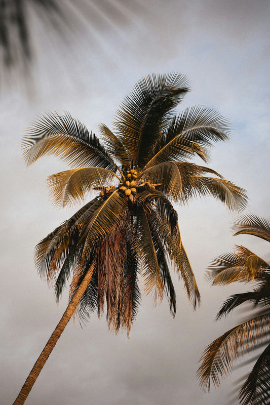 Coconut Sandalwood 100 ml Hair Perfume